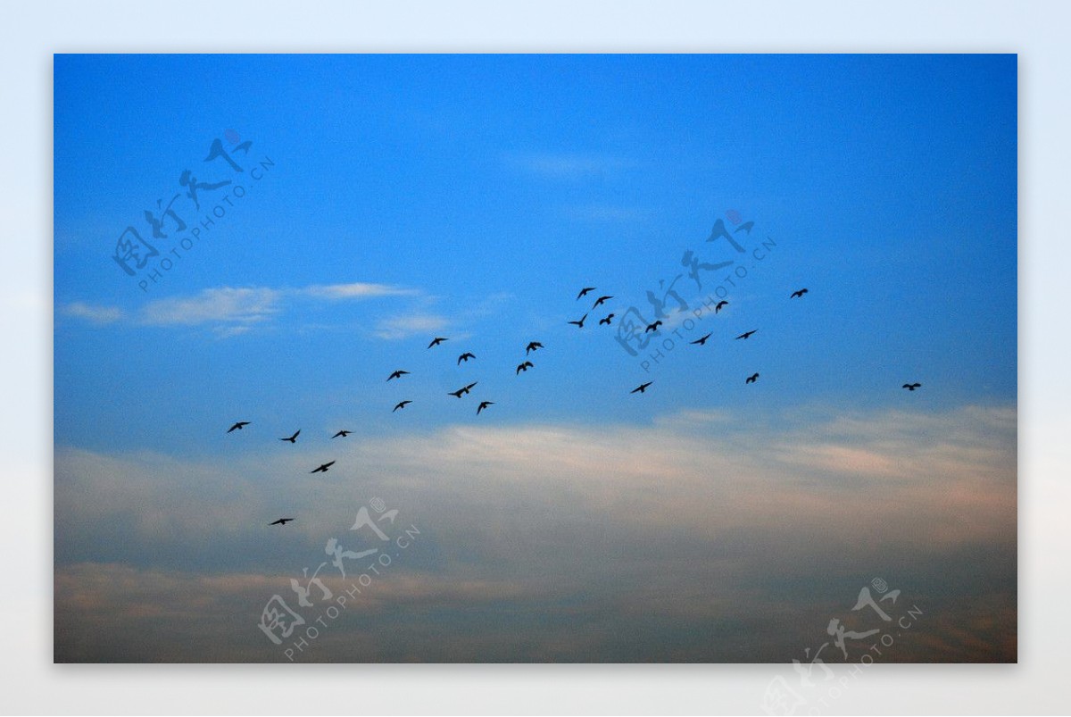 翱翔的鸽群图片