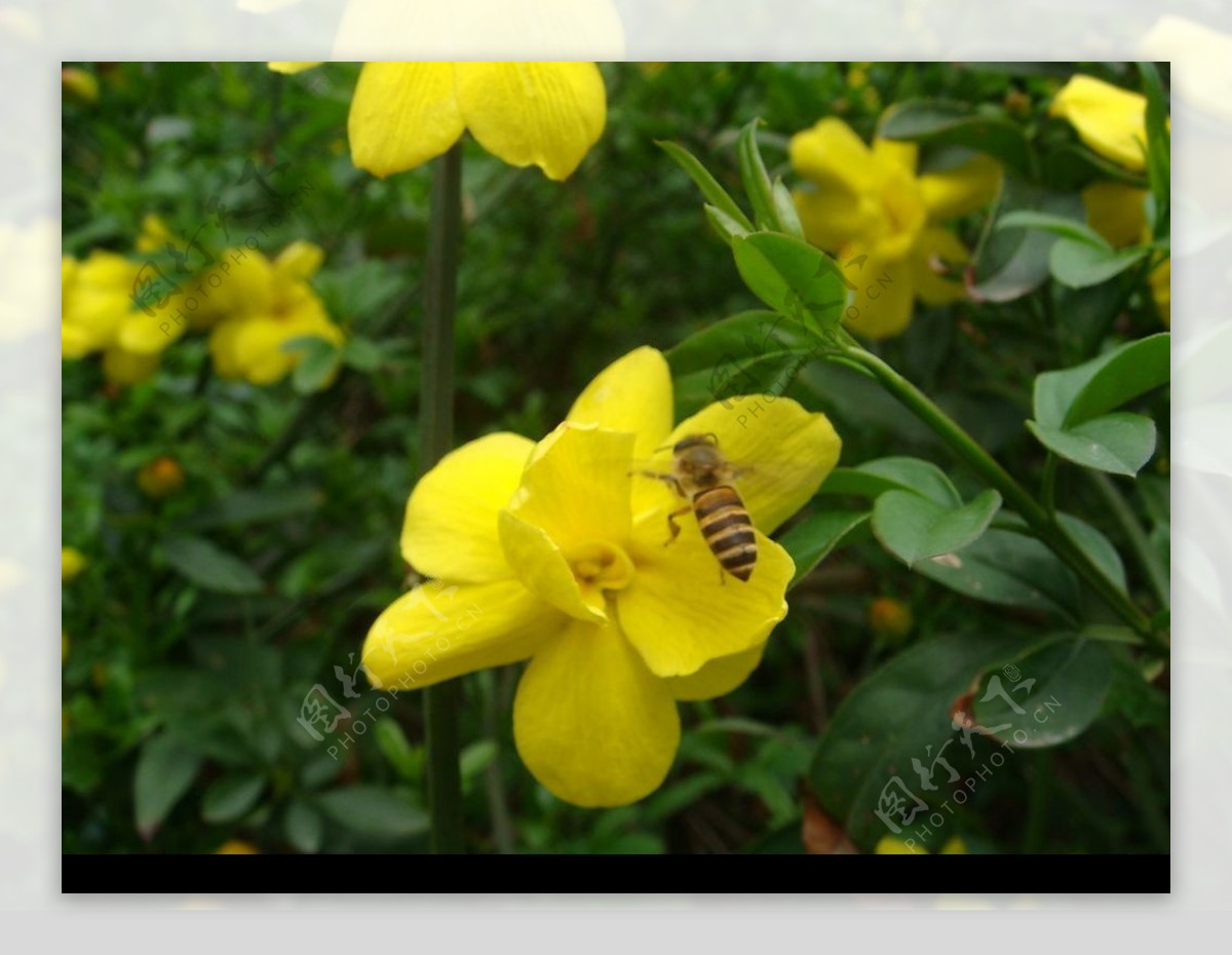 飞在花丛中的小蜜蜂图片