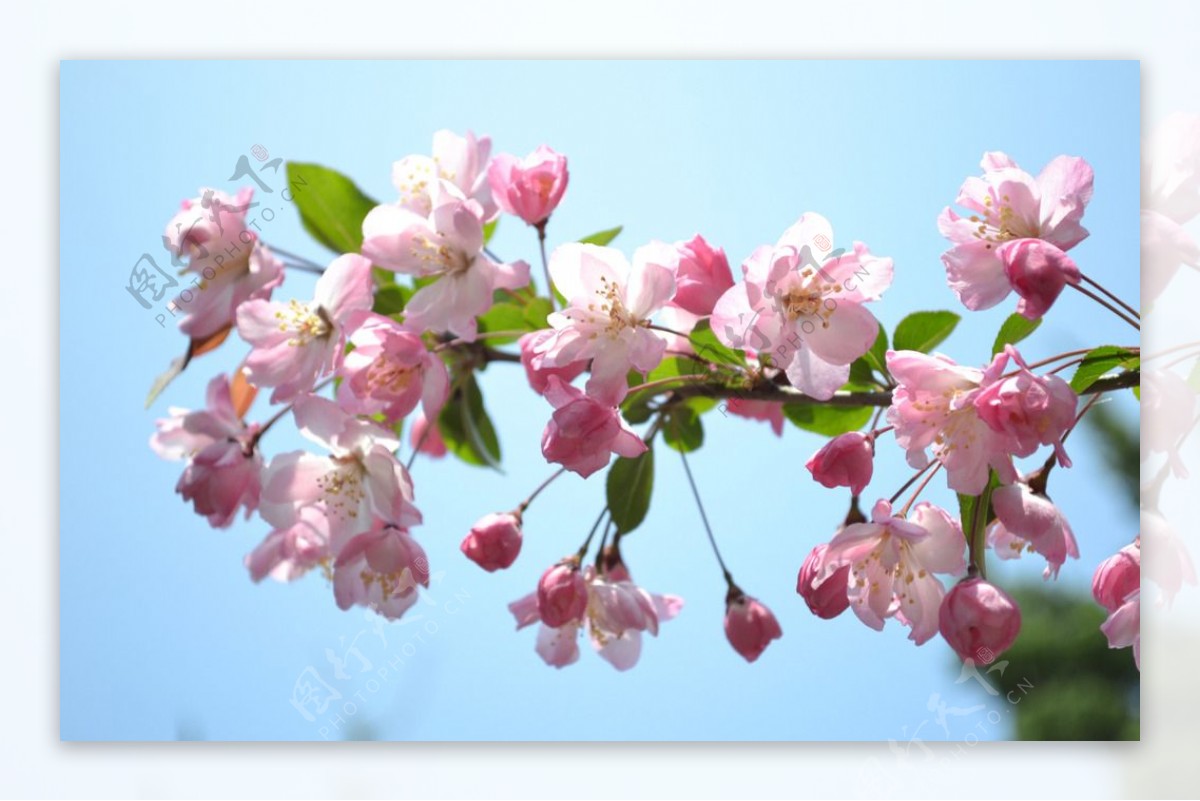 垂丝海棠花图片