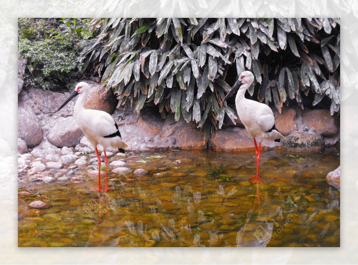 红脚鹤图片