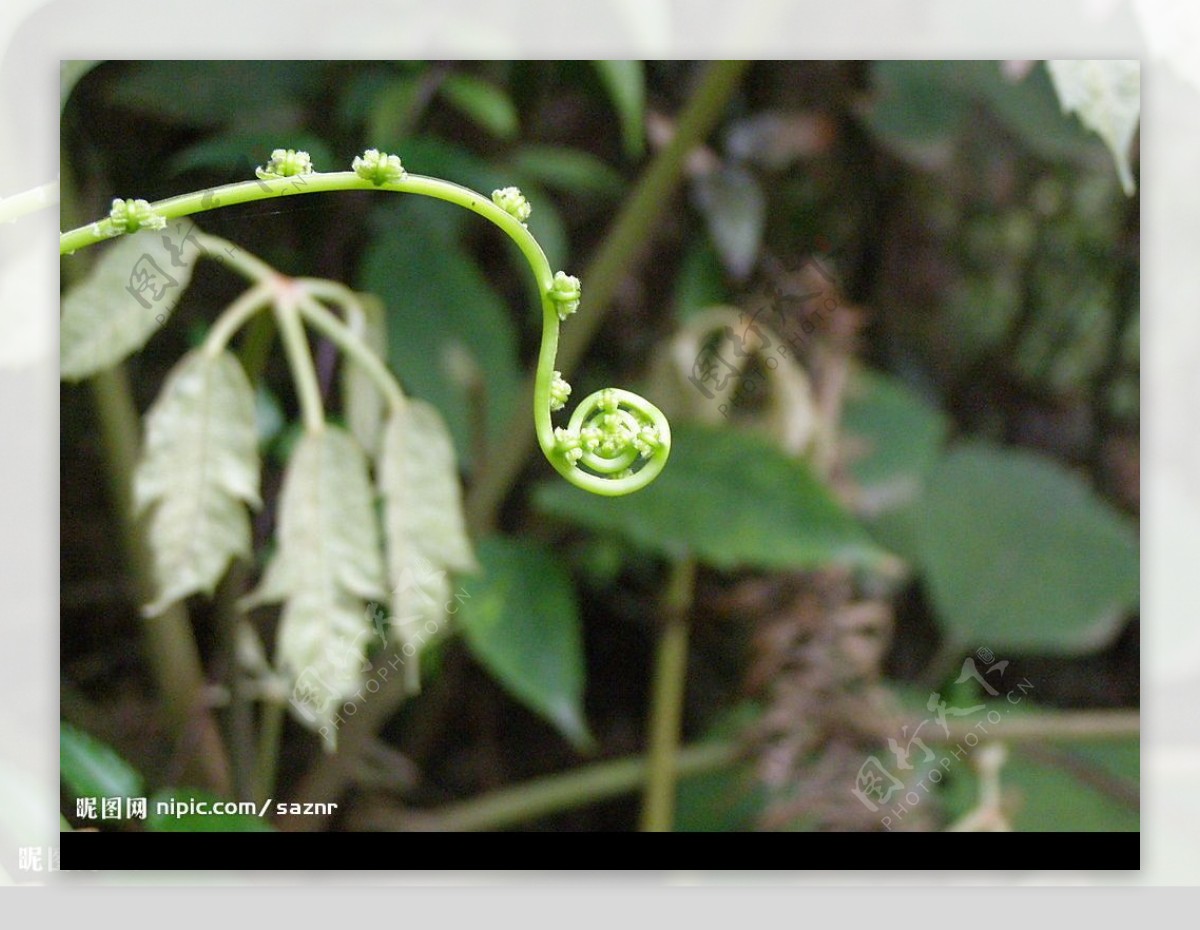 蕨类植物图片