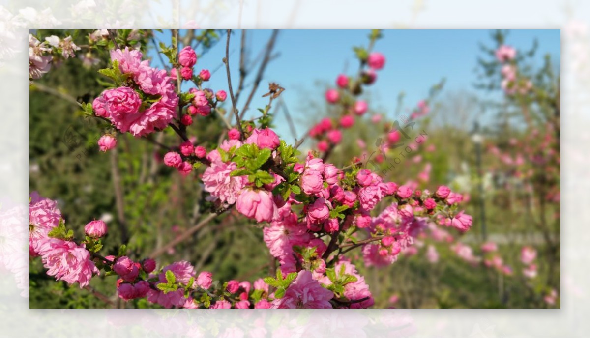 春天盛开的粉色桃花图片