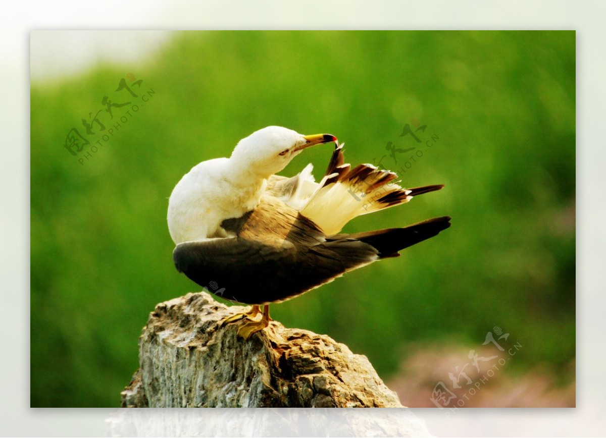 梳理羽毛的海鸥图片