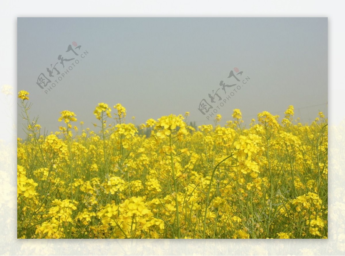 油菜花田图片