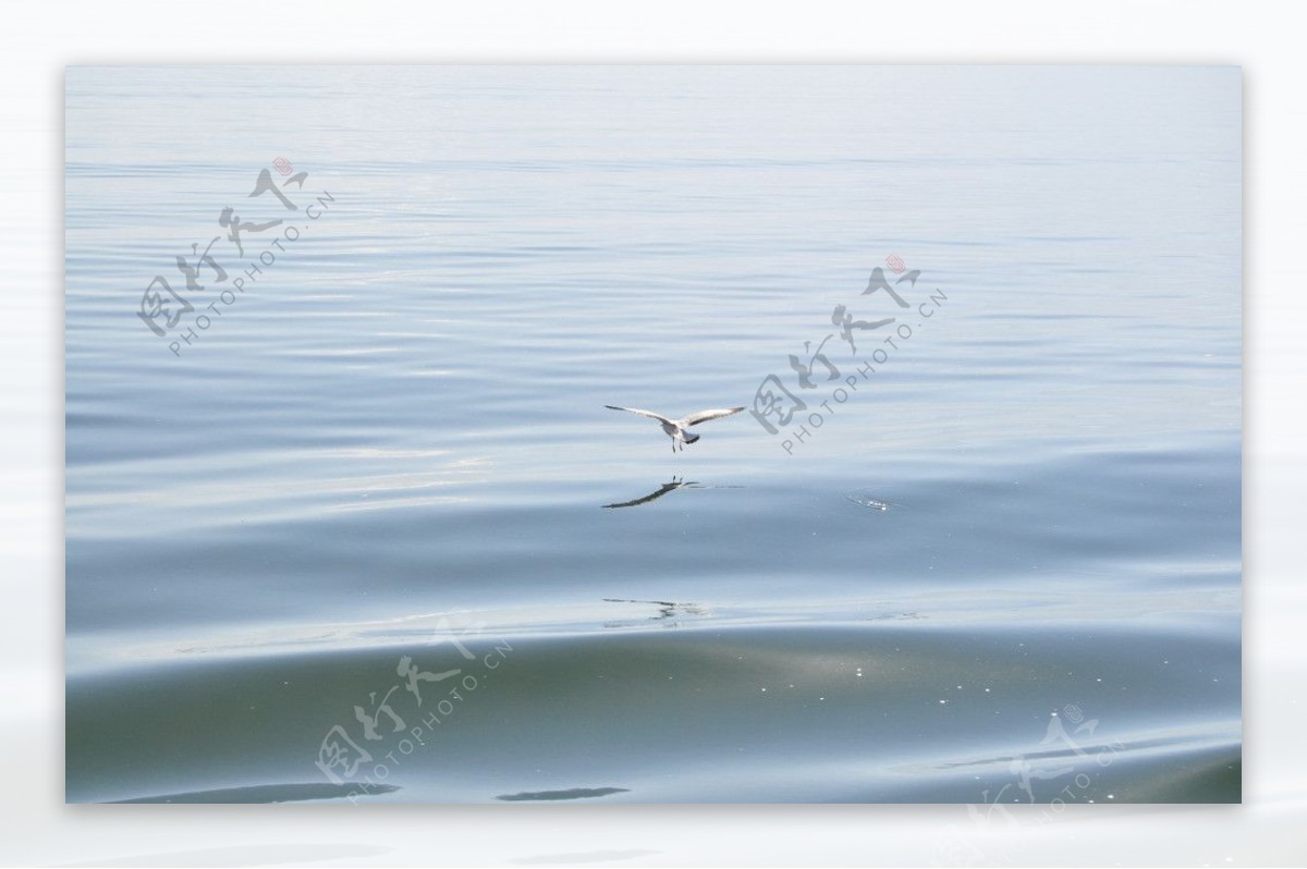 洱海海鸥图片