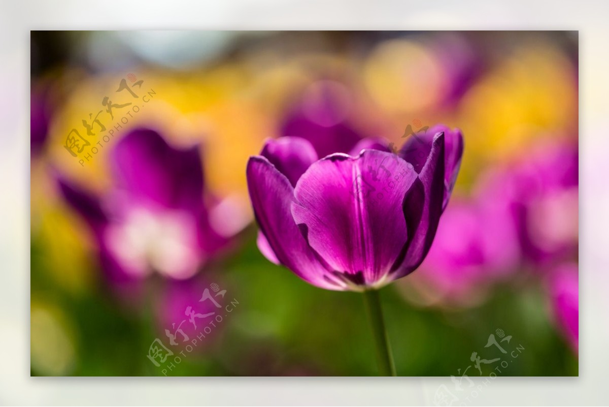 阳光下的紫郁金香图片