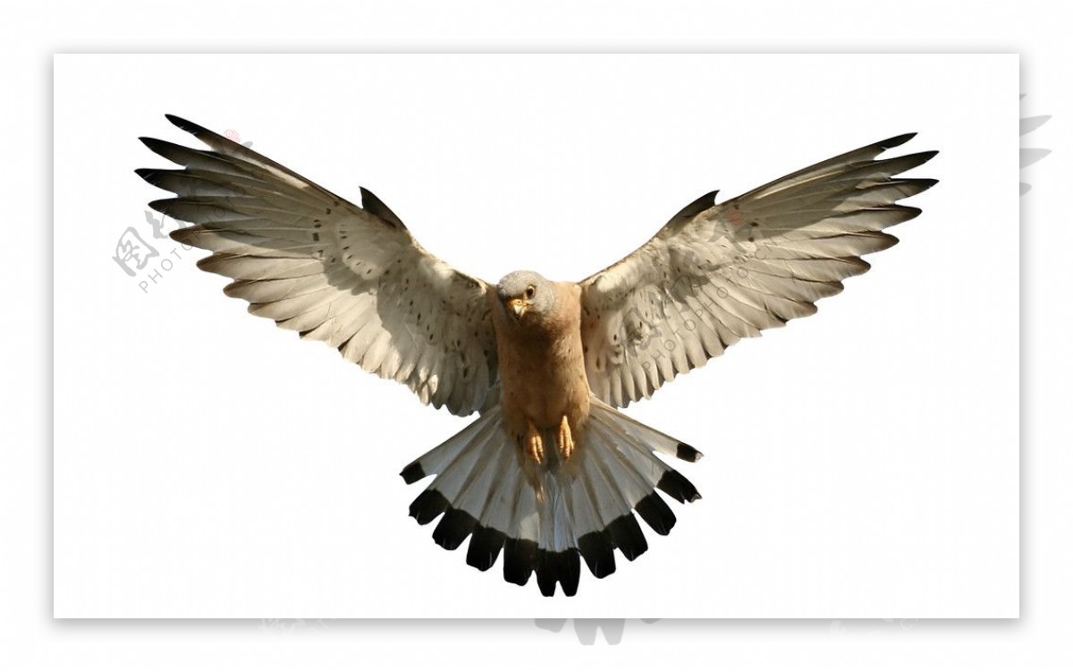 振翅飞翔的鹰图片