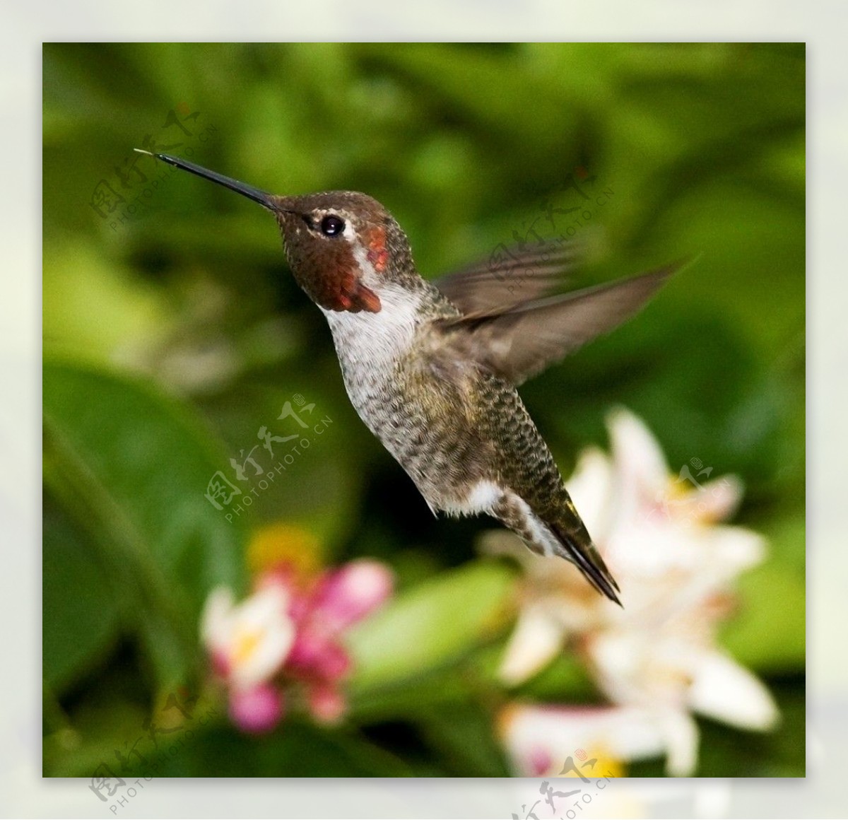 Gambar : cabang, burung, sayap, hijau, paruh, hummingbird, kuning, fauna, bertulang belakang ...