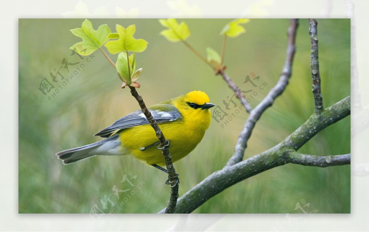 黄鹂鸟图片