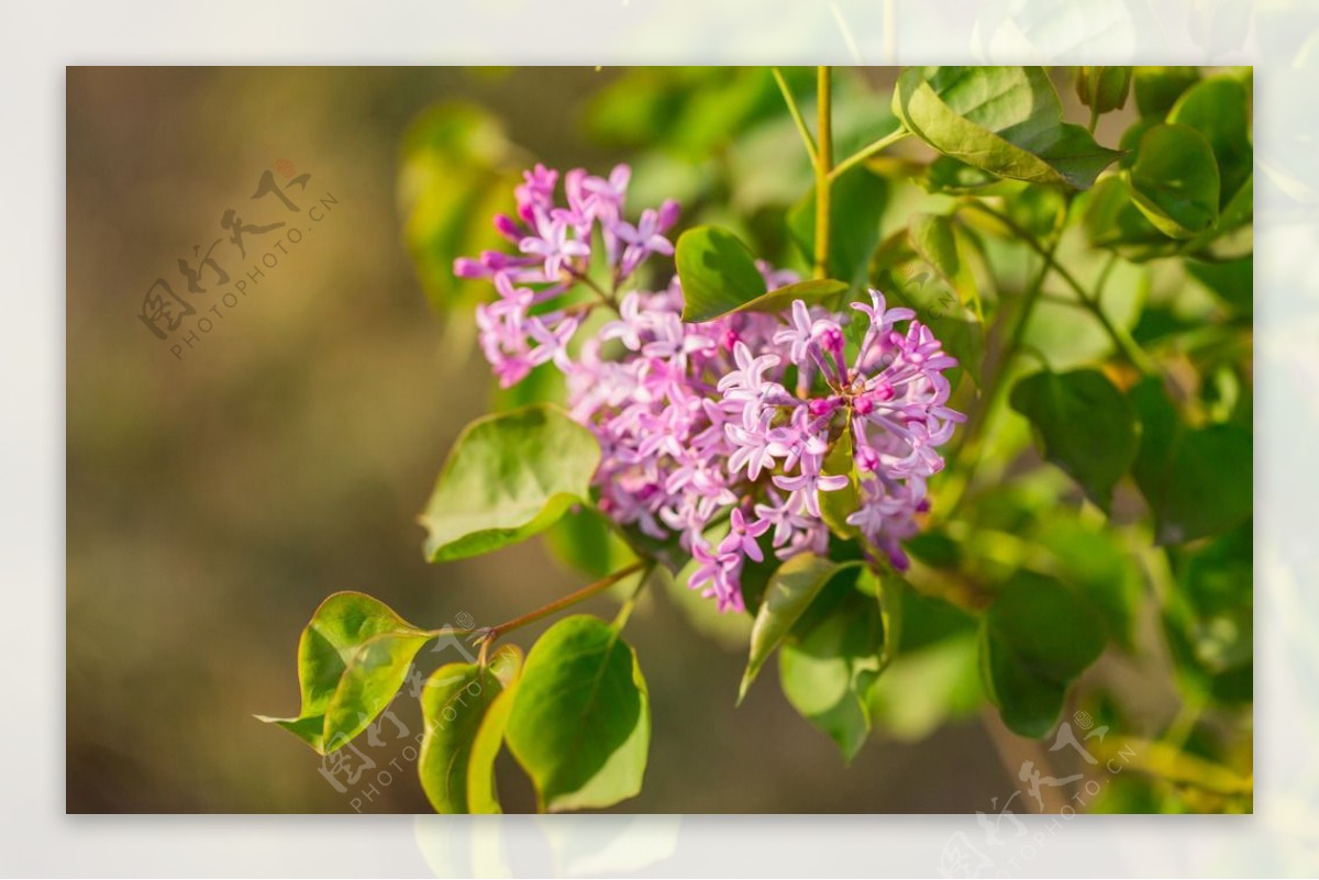 丁香花开图片