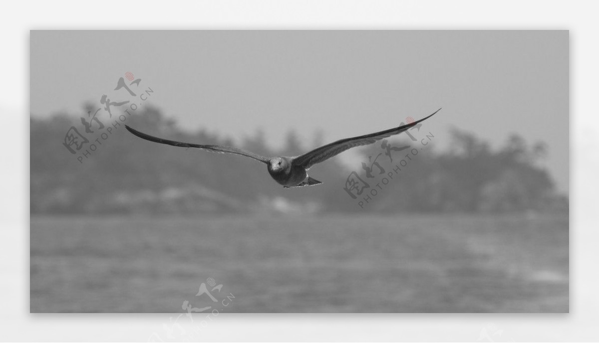 松岛的海鸥黑白照图片