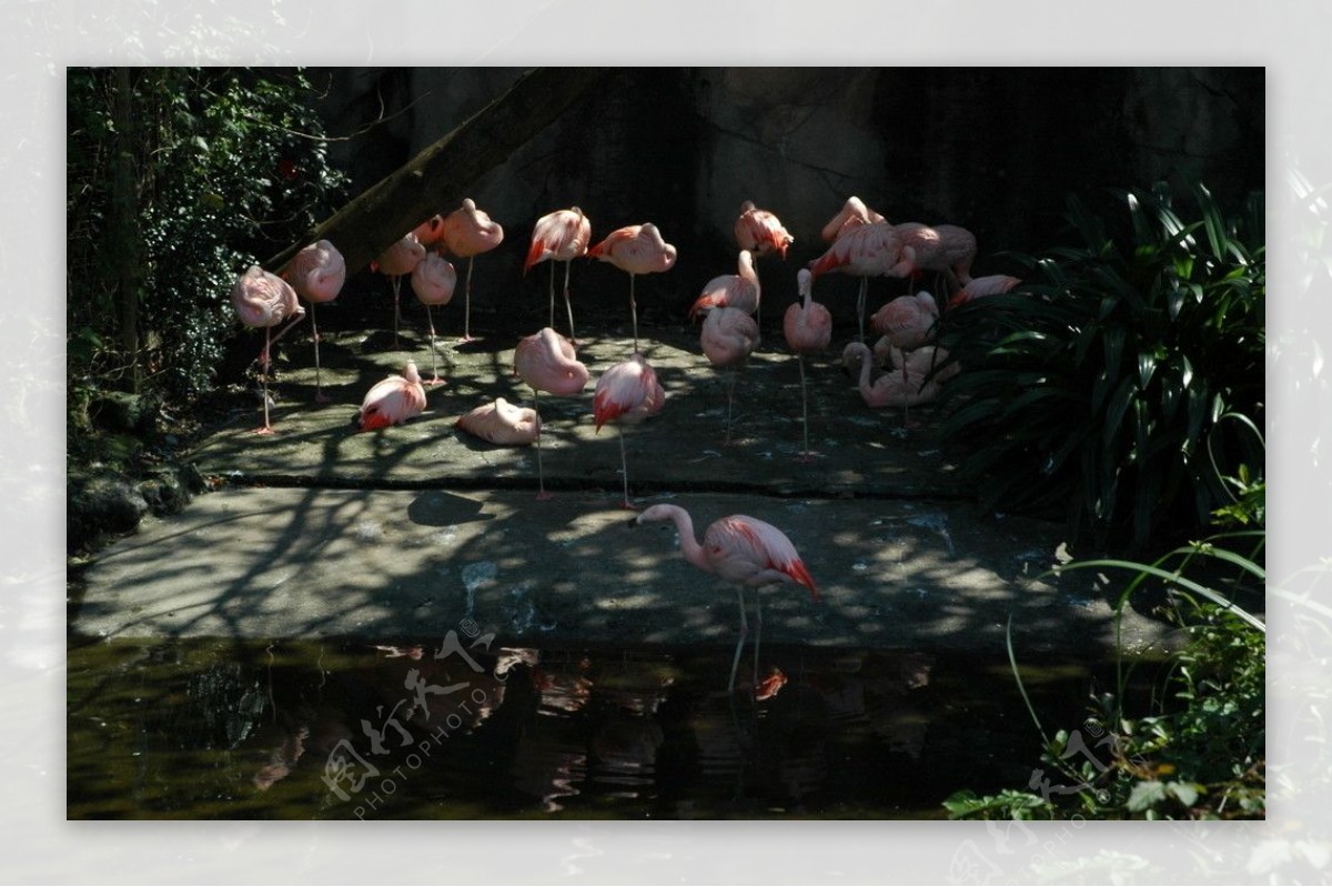 台湾台北动物园红鹤图片