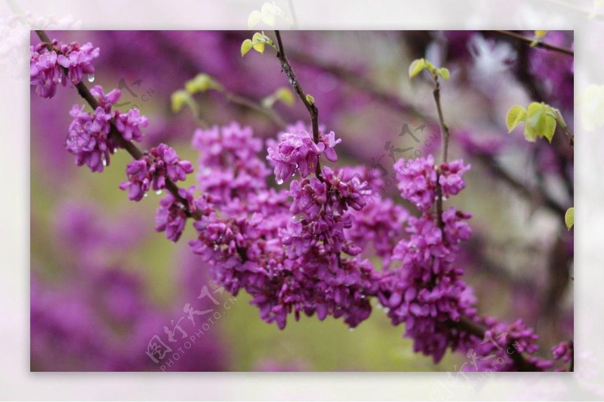 紫荆花高清摄影紫色的花图片