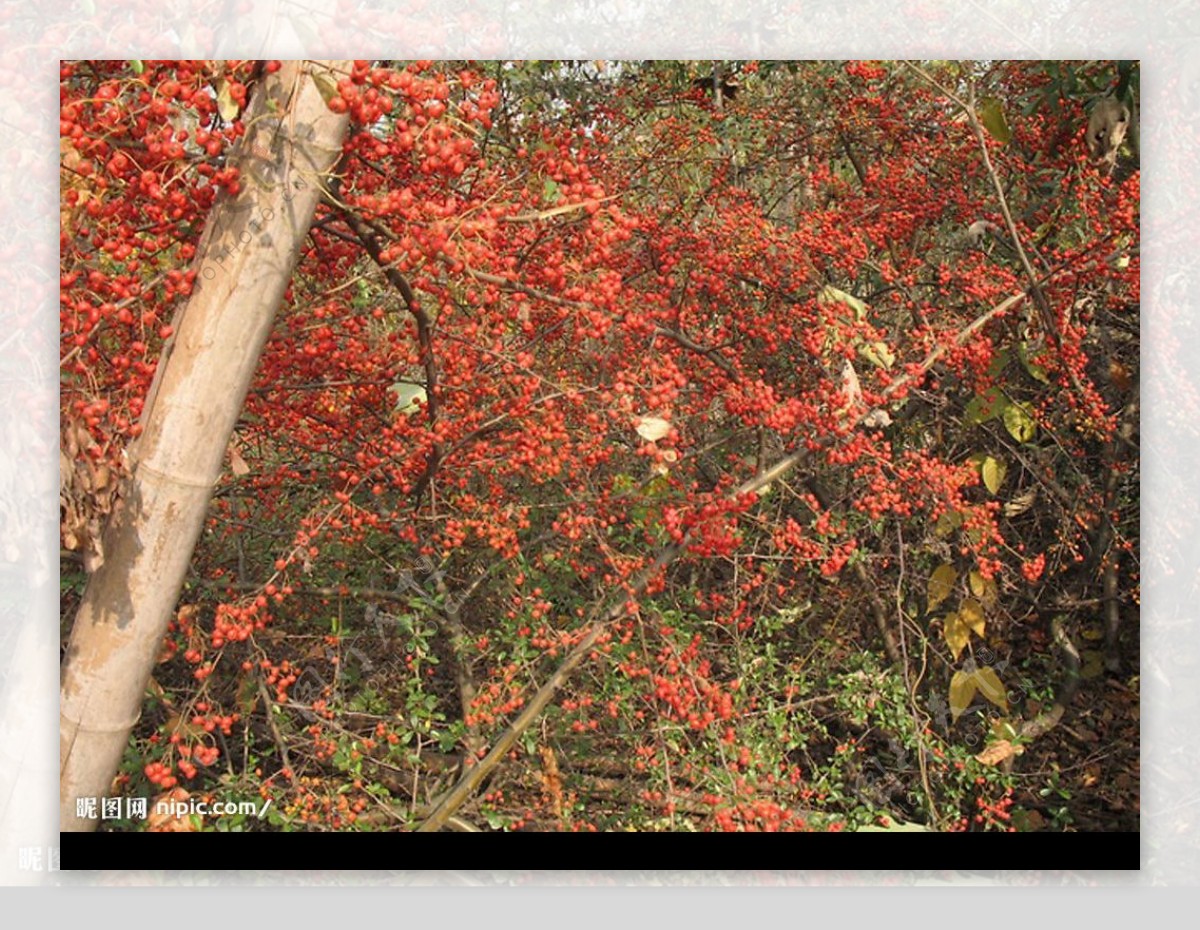 红色果子的树图片