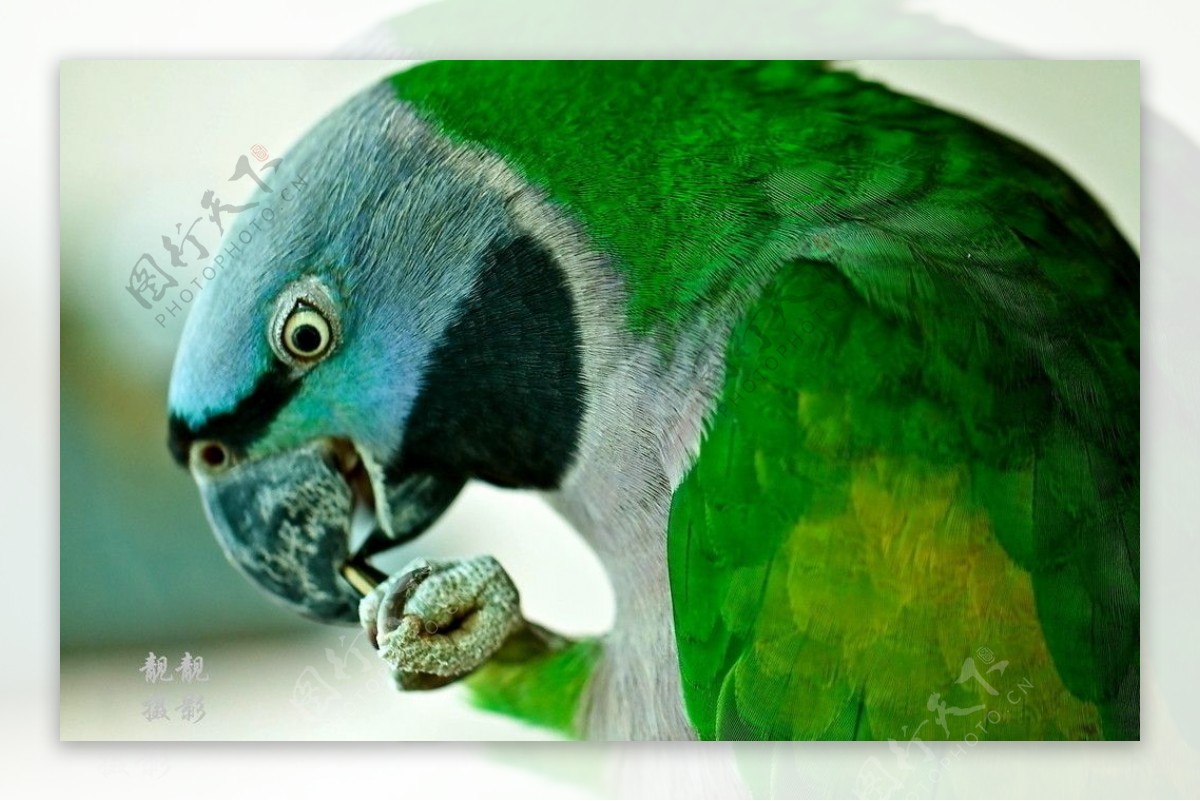 鹦鹉爪子爪子鹦鹉鹦鹉特写动物彩色蓝色鹦鹉特写摄影动物摄影漂亮近景图片
