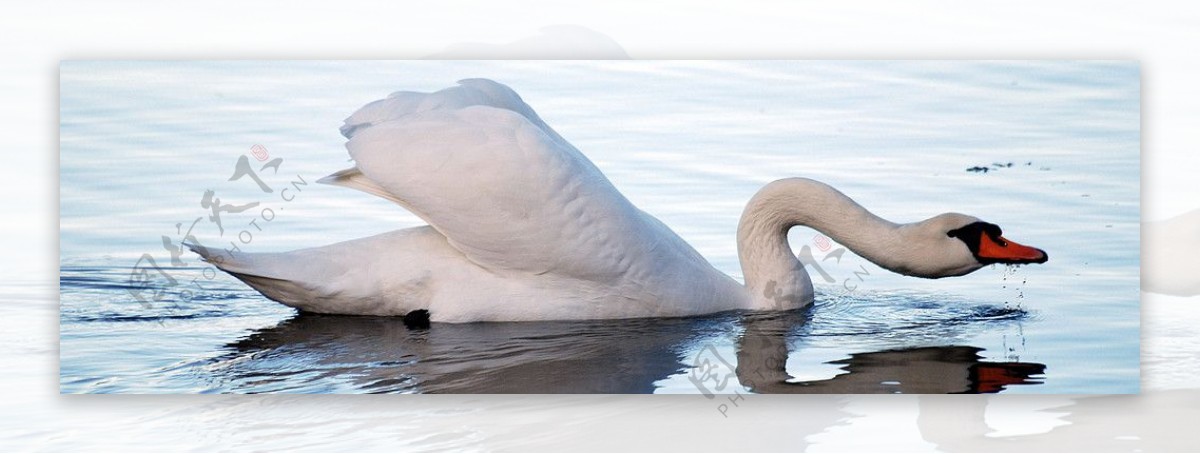 白天鹅游单独一只休憩水边特写优雅图片