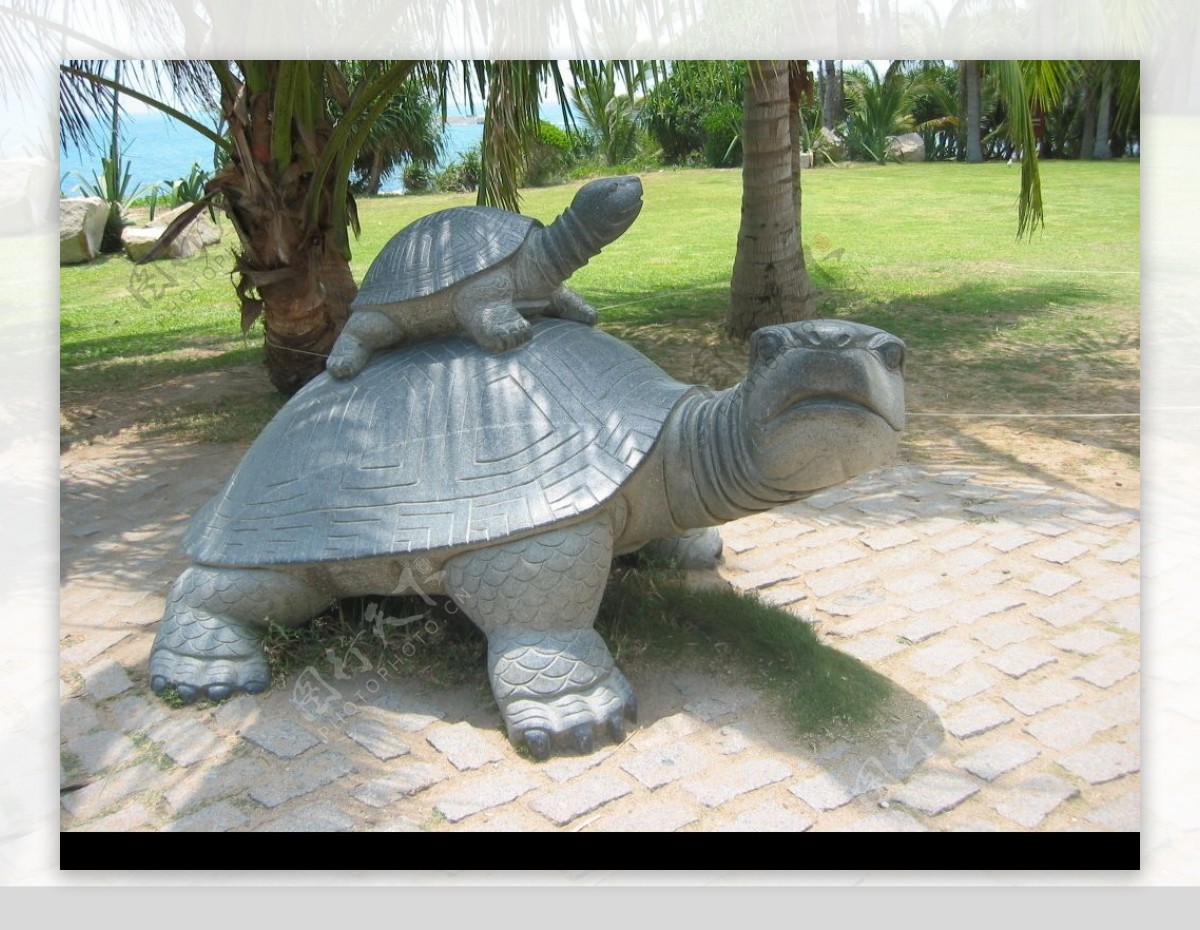 海边的石龟图片