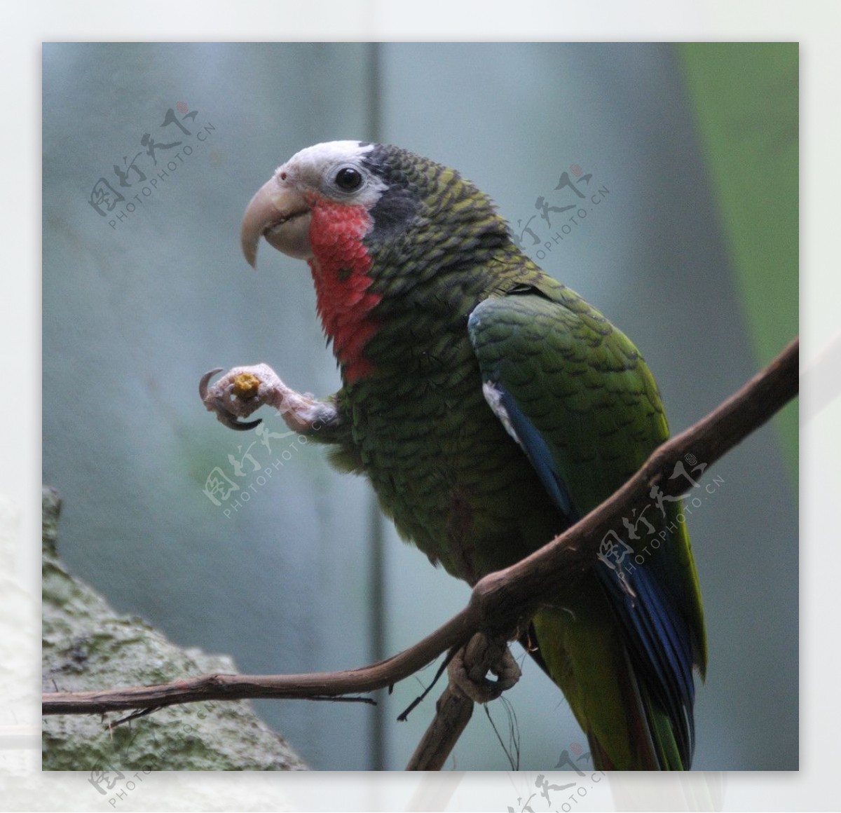 古巴亚马逊鹦鹉图片