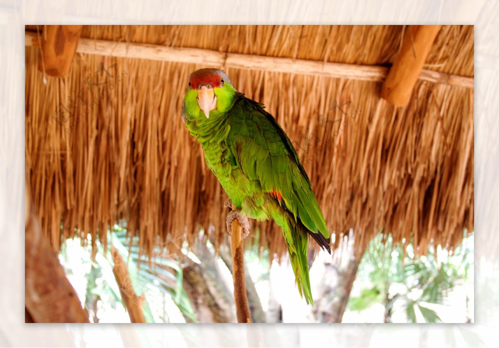 淡紫冠亚马逊鹦鹉图片