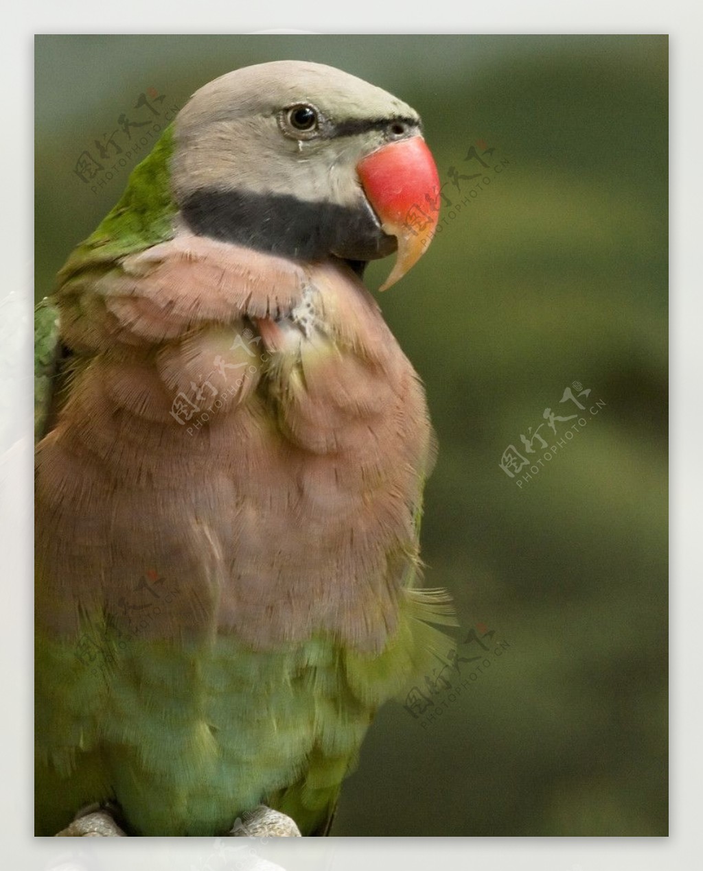 绯胸鹦鹉图片