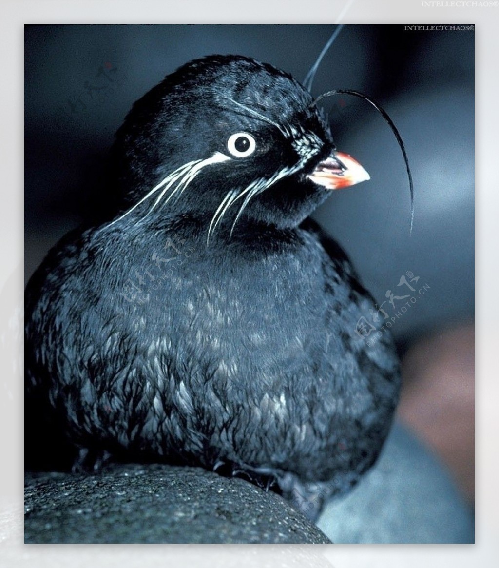 黑色的鸟图片