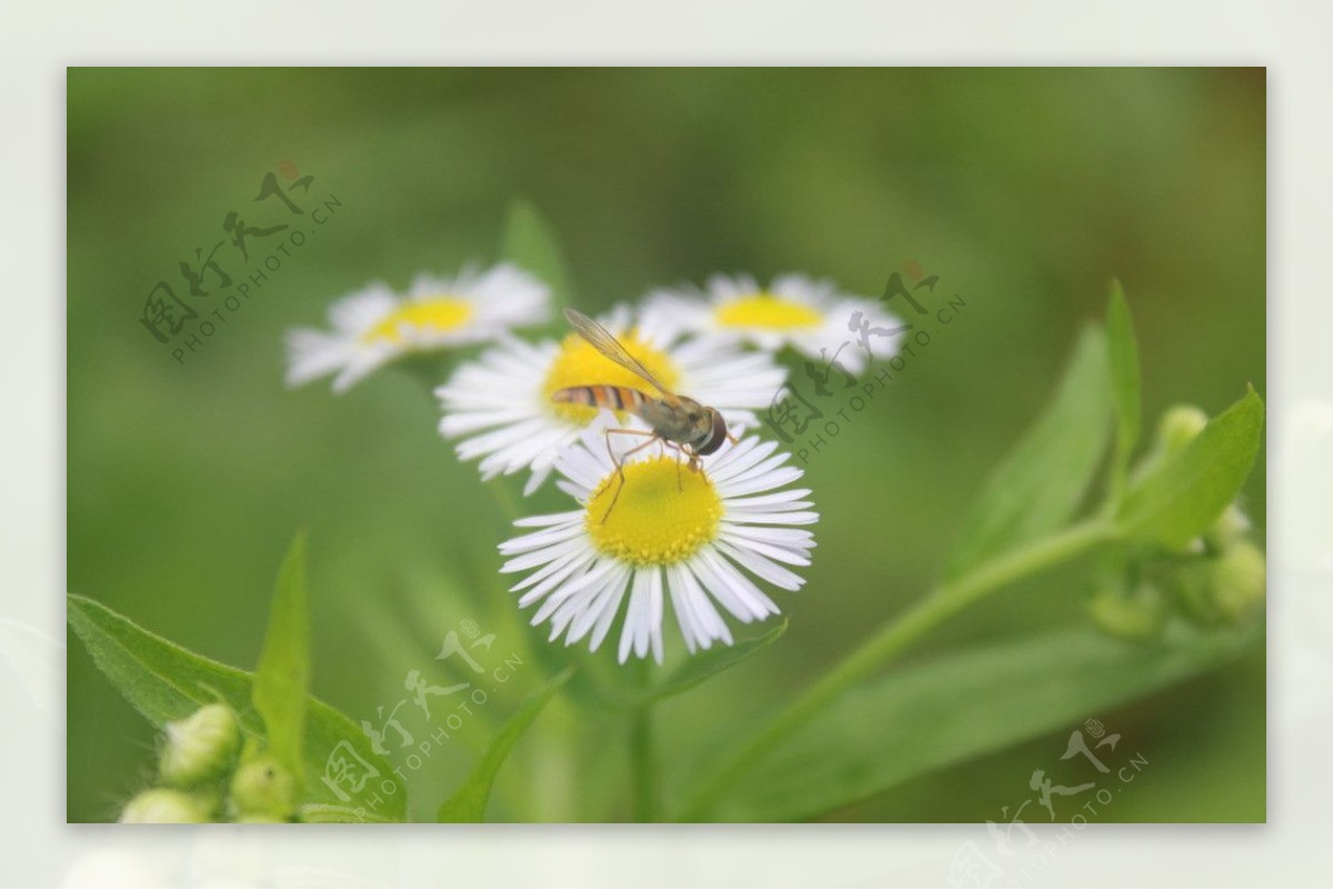 蜜蜂展翅图片