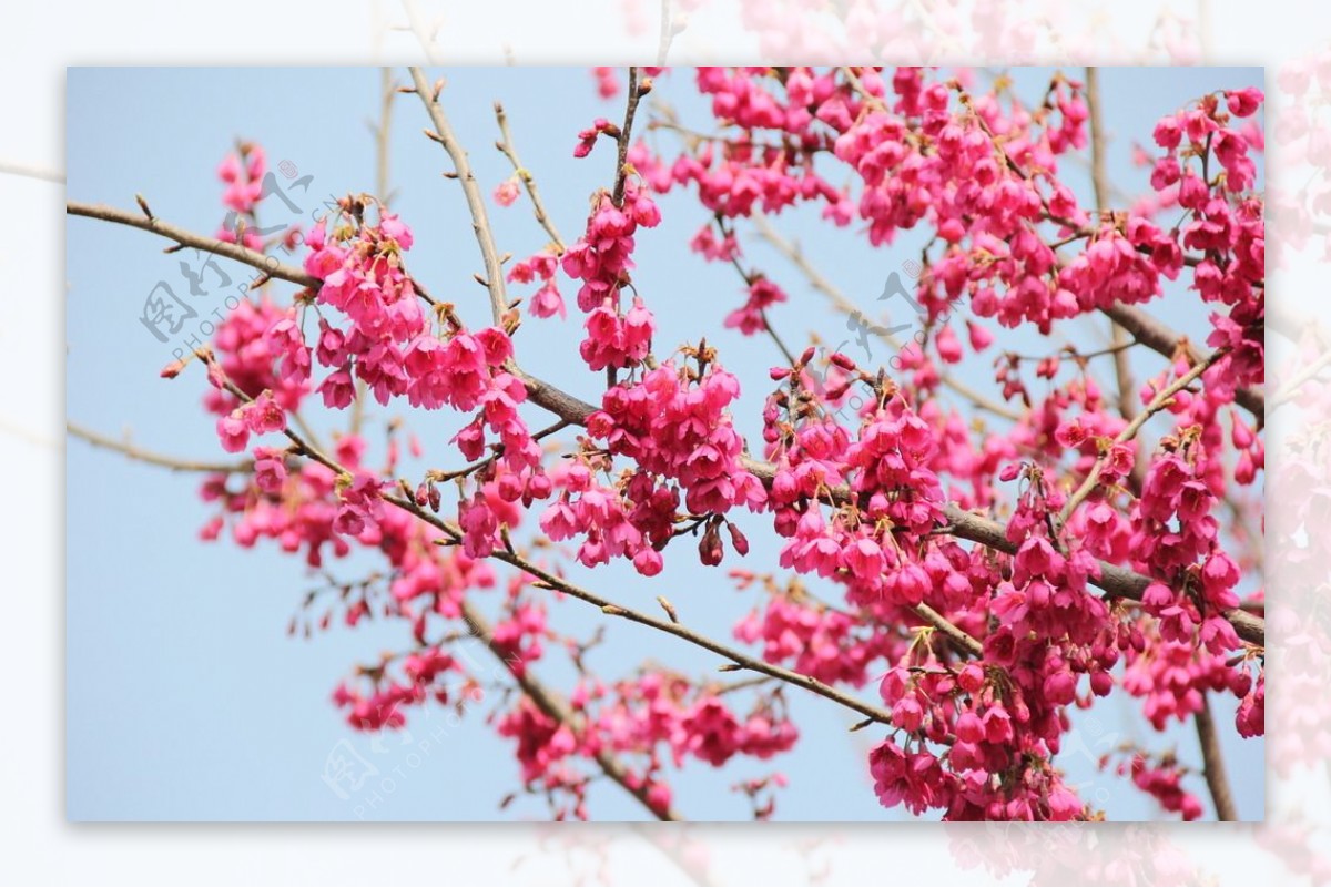 永福樱花图片