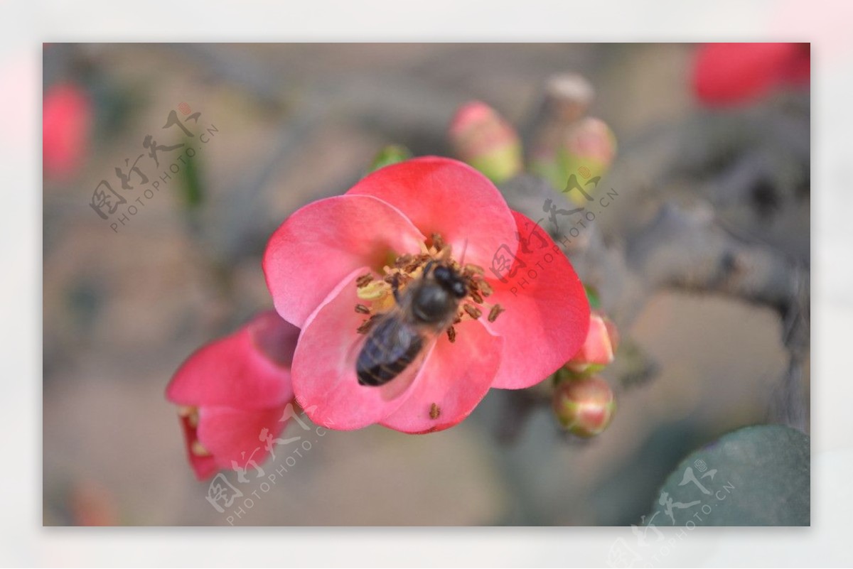 蜜蜂梅花图图片
