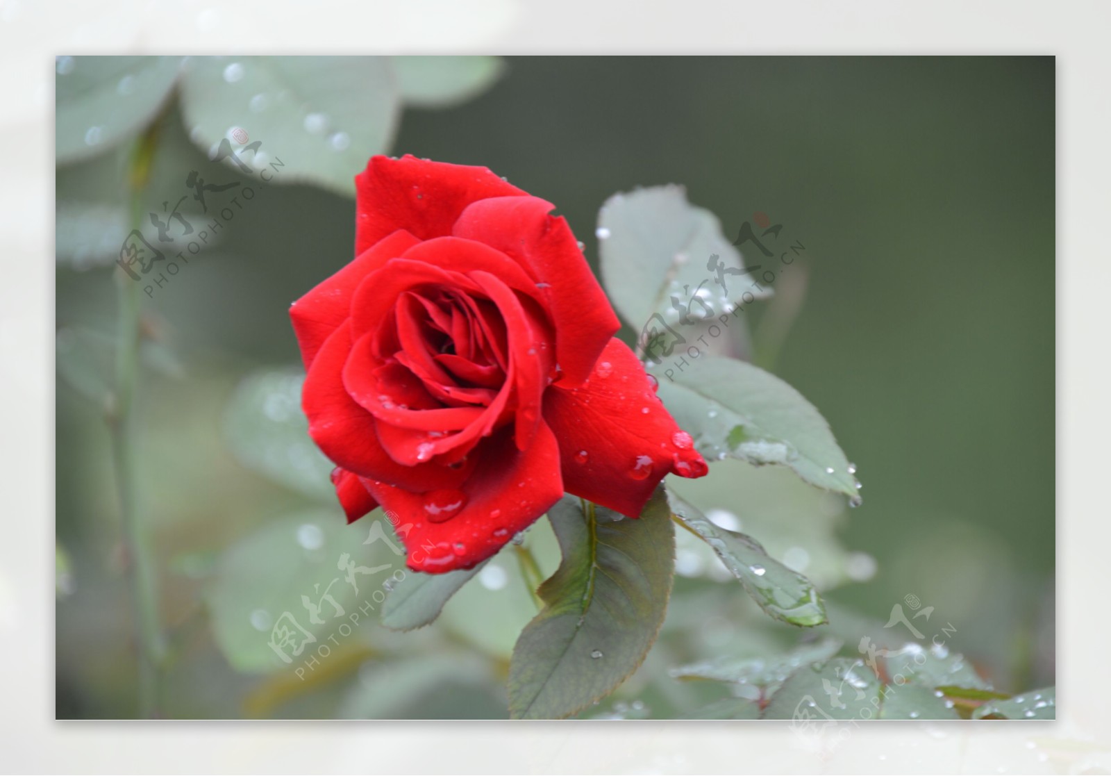 雨露月季花图片