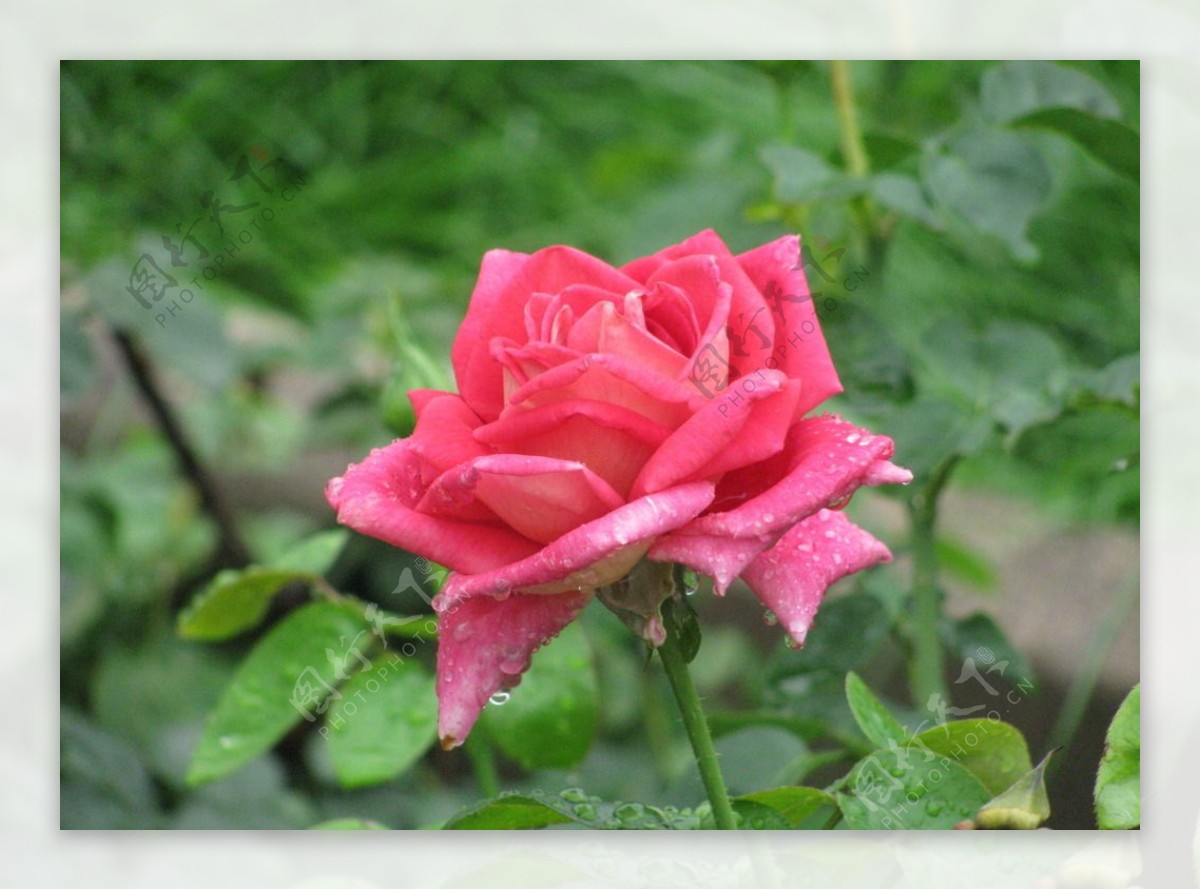 雨露月季花图片