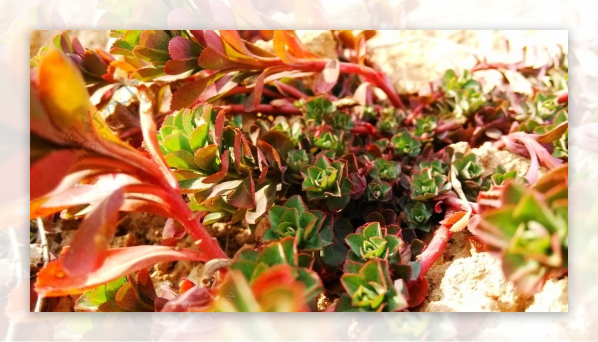 小草花卷植物图片