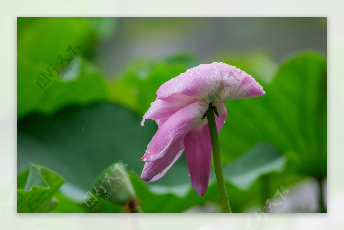 雨后的荷塘图片