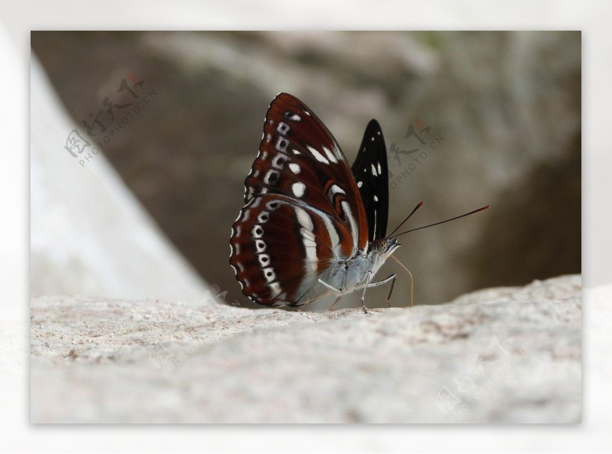 珠履带蛱蝶图片