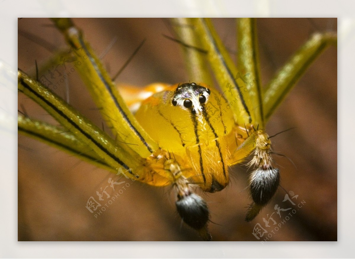 可爱蜘蛛蜘蛛特定图片