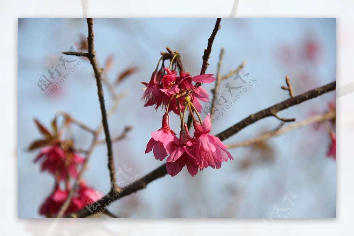 永福樱花图片