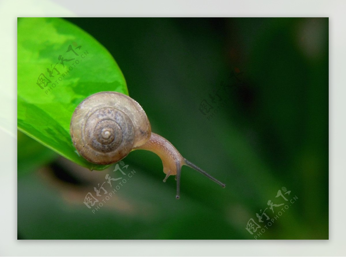 绿色蜗牛图片