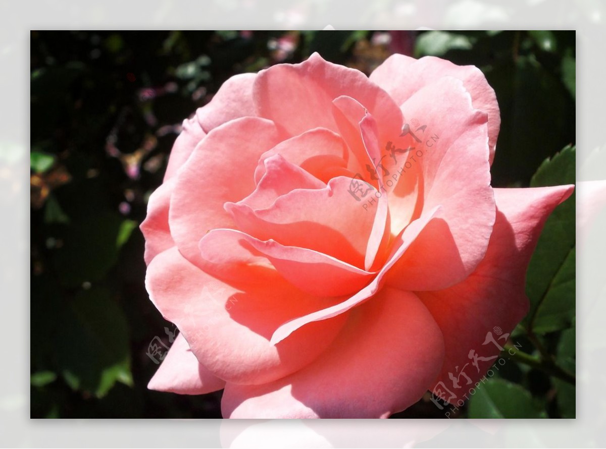玫瑰花月季花图片