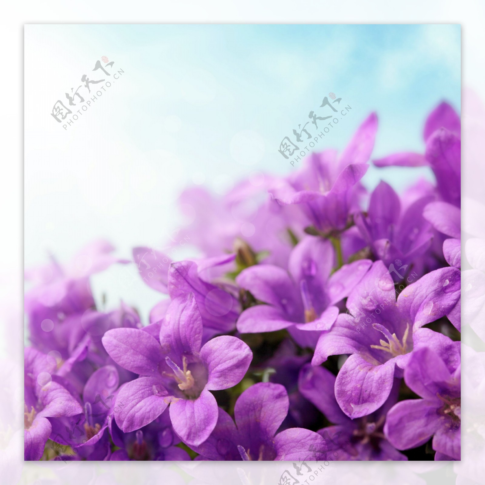 唯美紫色鲜花图片