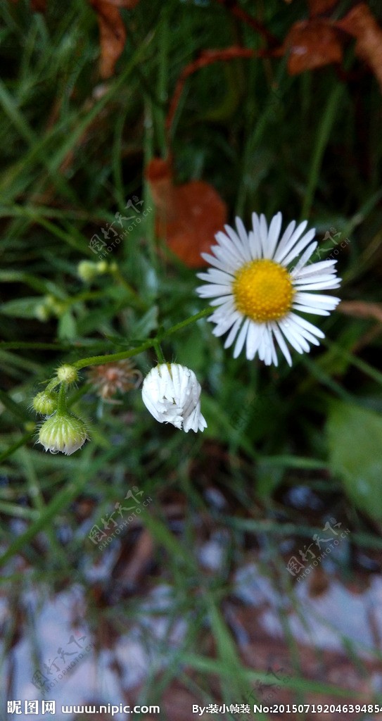 白色小花图片