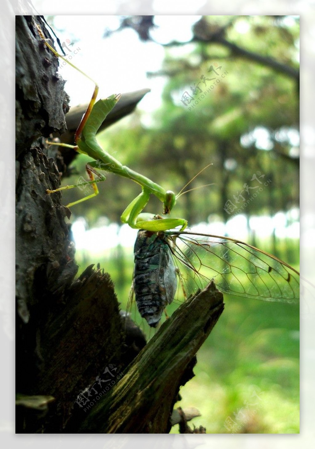 螳螂捕蝉图片