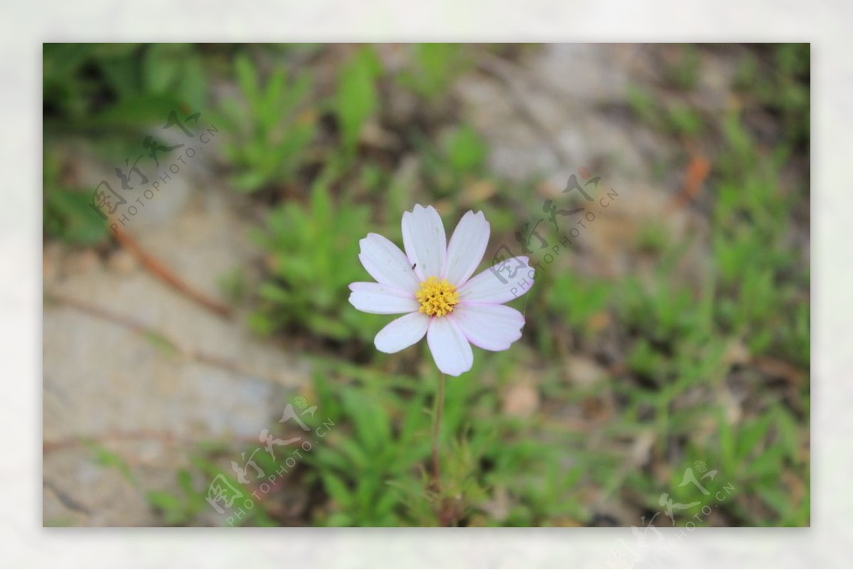 格桑花图片