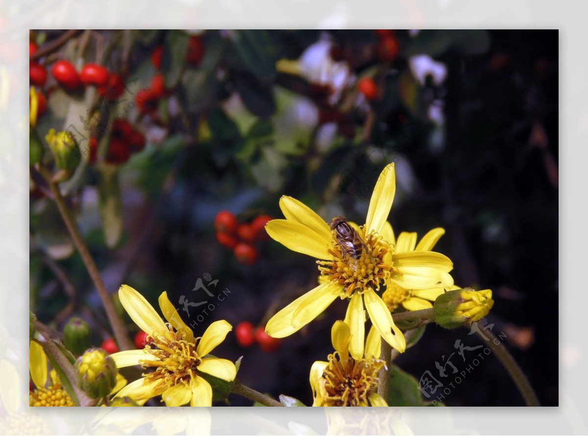 秋黄蜜蜂图片