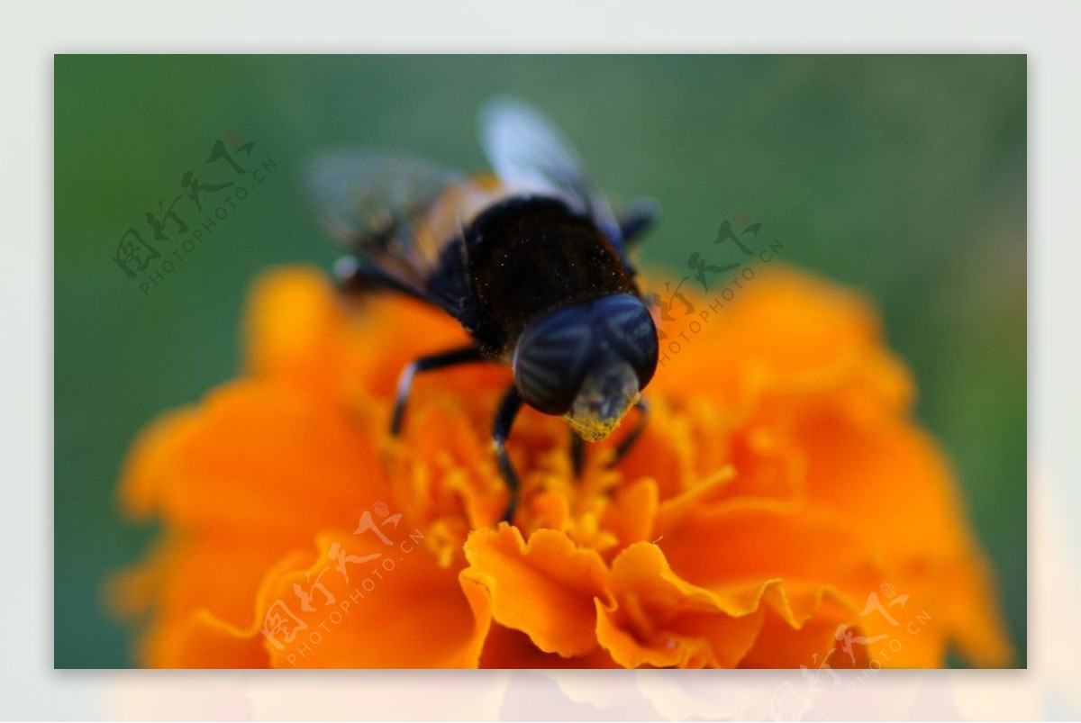 采蜜的蜂图片