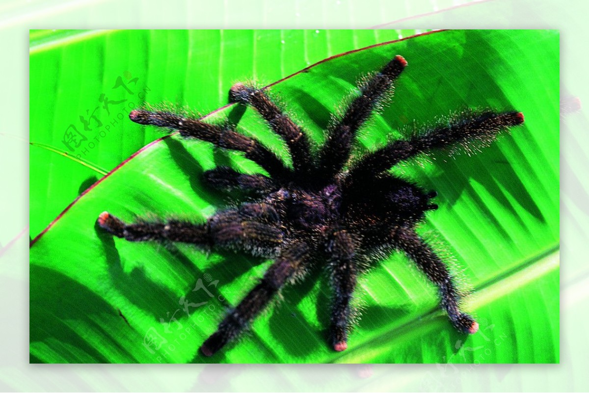 雨林蜘蛛图片