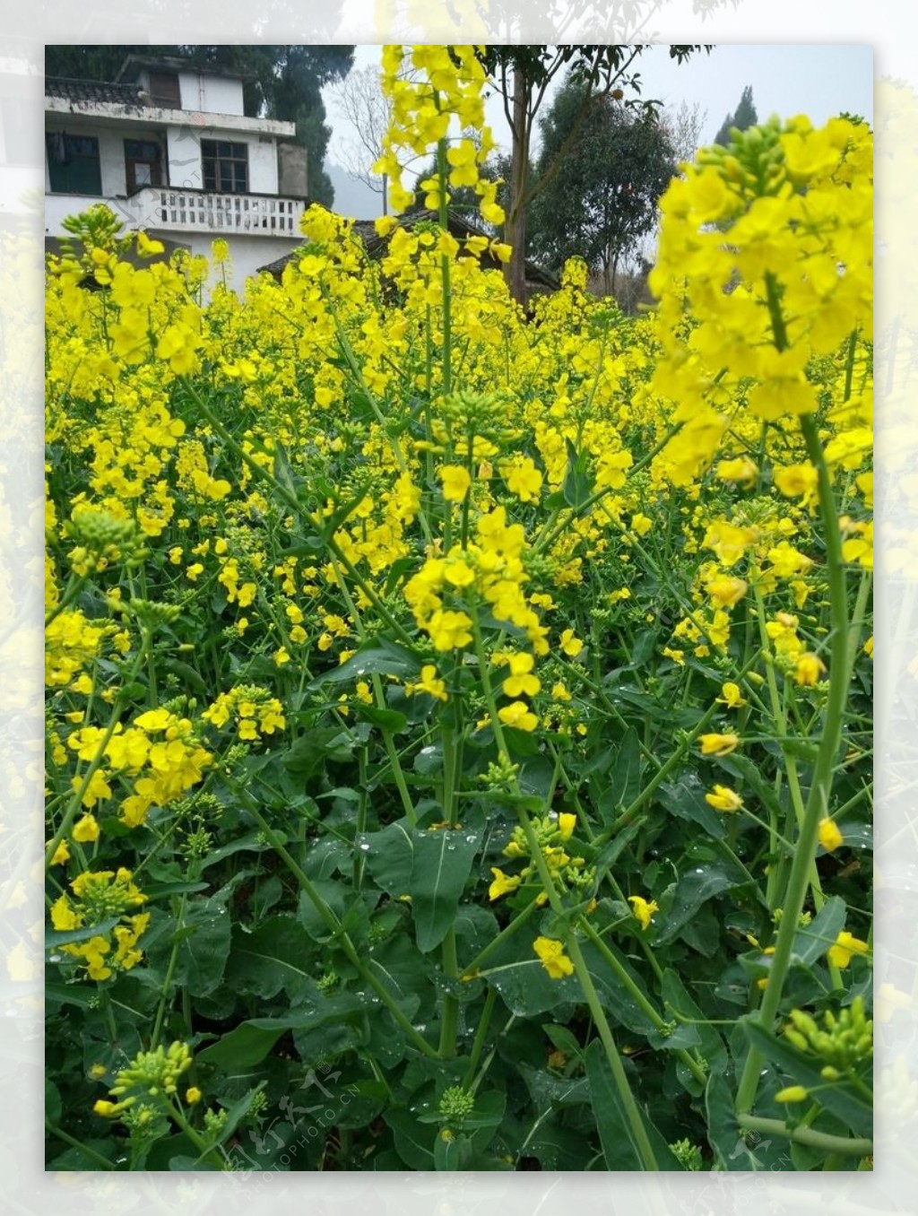 油菜花图片