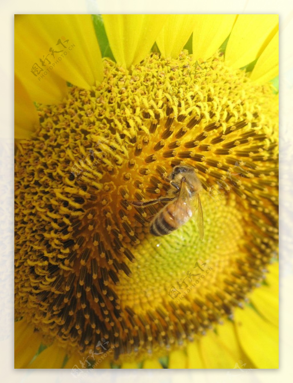 蜜蜂图片素材-编号14384123-图行天下