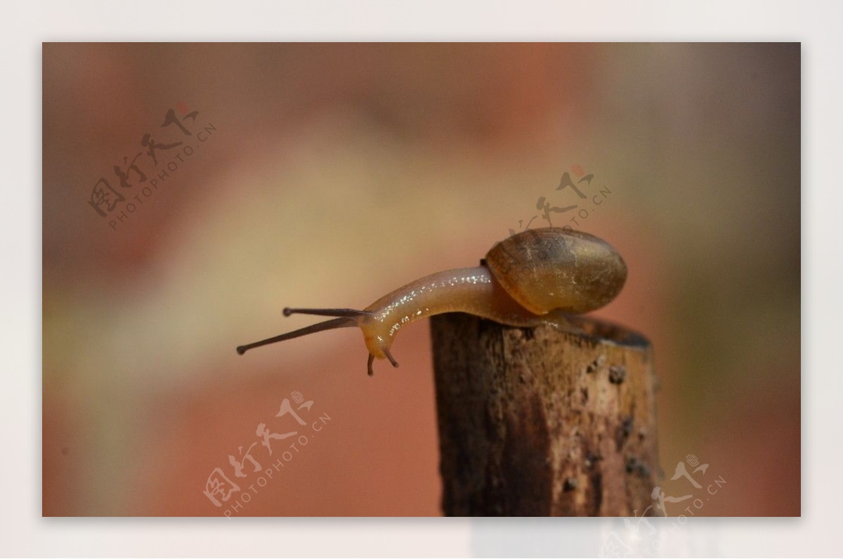 蜗牛小蜗牛图片