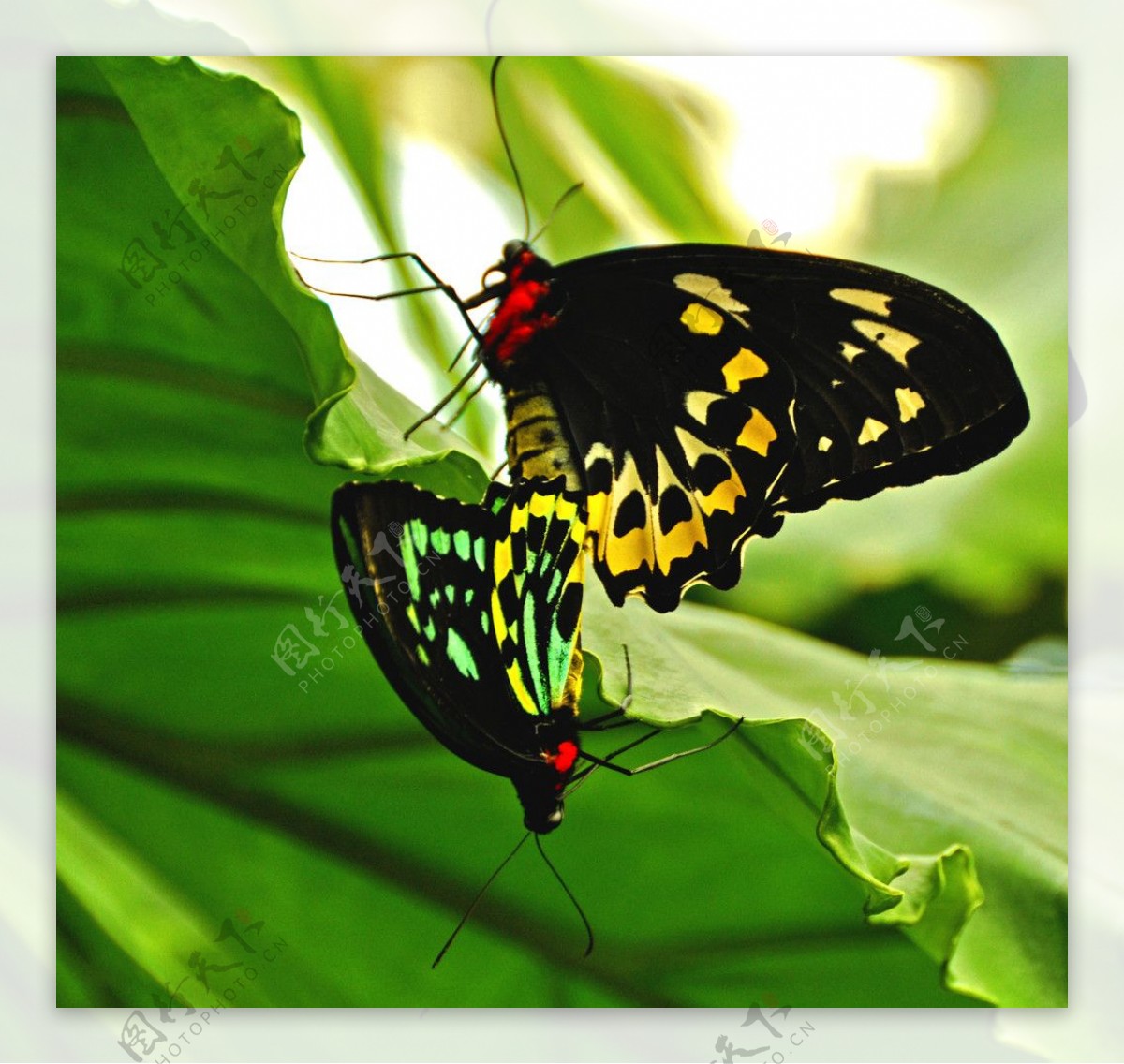 交尾蝶图片