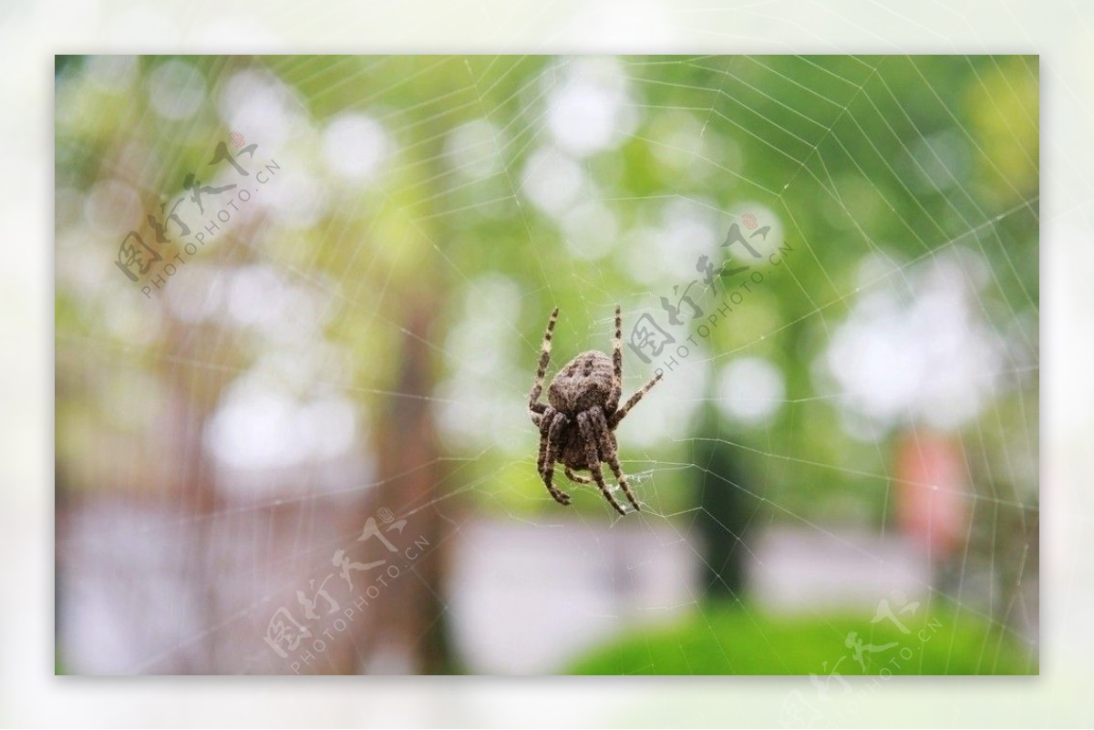 蜘蛛和蜘蛛网图片