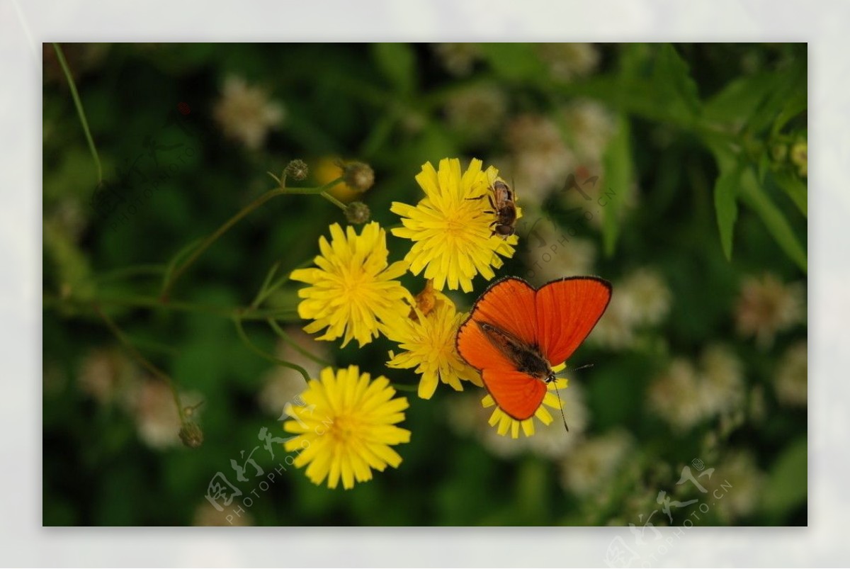 蝴蝶蜜蜂花语图片